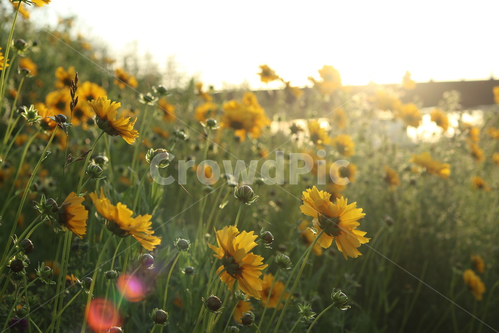 금계국,햇살,빛,아침,풍경,노랑,식물,자연,plants,nature,꽃,flower,휴식,힐링,rest,relaxation,healing