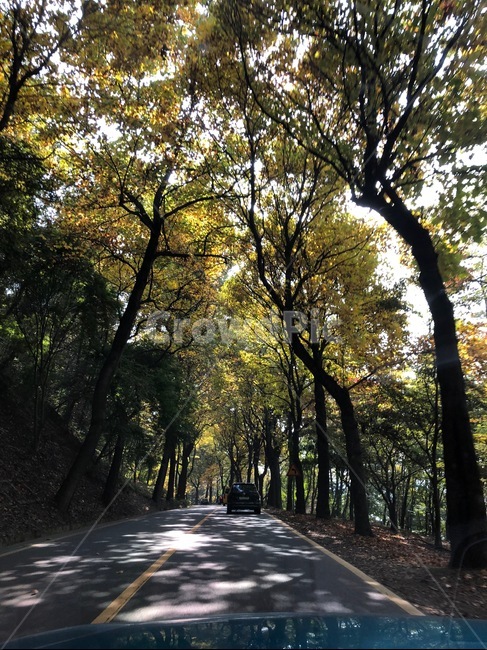 road,도로,asphalt,아스팔트,tarmac,타맥,숲길,나무,피톤치드,한국,korea,tree,풍경,자연,풍경,nature,landscape