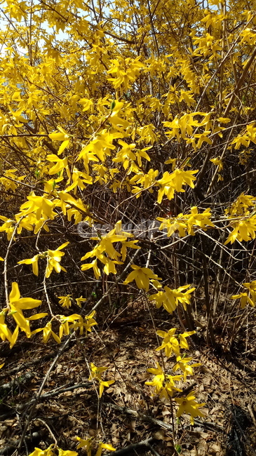 나무,식물,꽃,봄꽃,나무줄기,나무가지,봄,plant,tree,treetrunk,flower,blossom,꽃잎,노란색꽃,개나리