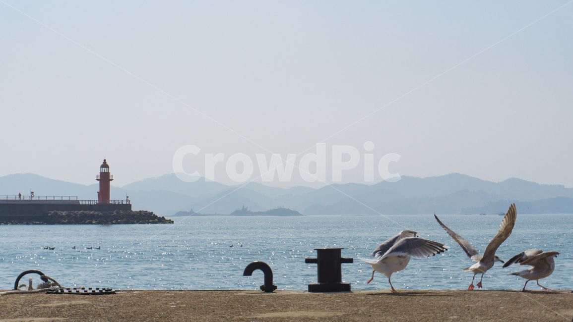 갈매기,등대,바다,삼천포,새,하늘,동물,animal,조류,새,birds