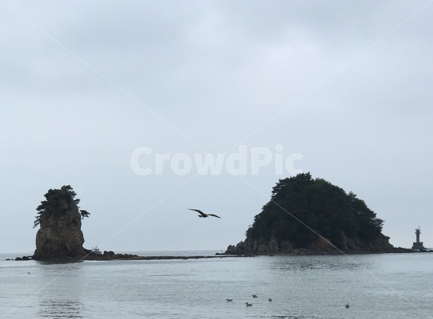 안면도,할미할아비바위,바다,바위,새