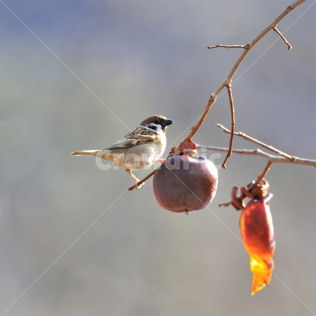 참새,새,방앗간,홍시,쪽돌의사진세상,사립문,쪽돌,겨울,계절,winter,season,동물,animal,조류,새,birds,과일,열매,fruit