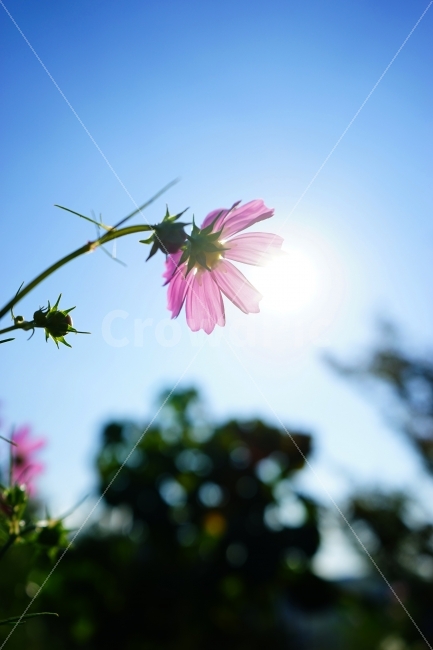 가을,꽃,코스모스,청명,비비드,fall,flower,cosmos,vivid,sony,a7,식물,계절,자연,감성,가을,계절,fall,autumn,season,식물,자연,plants,nature,꽃,flower,감성,sensible,feeling,plant,blossom,daisy,데이지,daisies