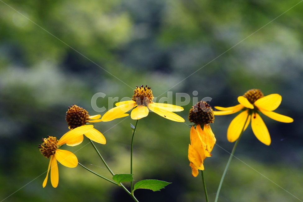 물,water,nature,자연,plant,식물,초목,tree,나무,꽃,식물,자연,plants,nature,꽃,flower