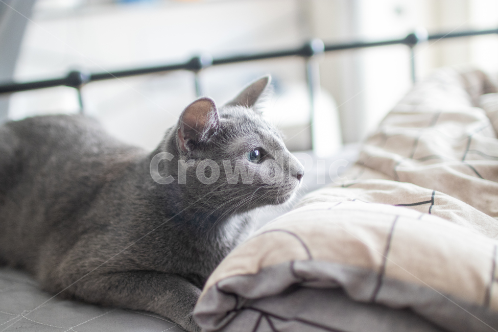 고양이,러시안블루,cat,동물,냐옹이,animal,russianblue,lovely,동물,animal,포유류,mammal,고양이,cat,kitten,kitty