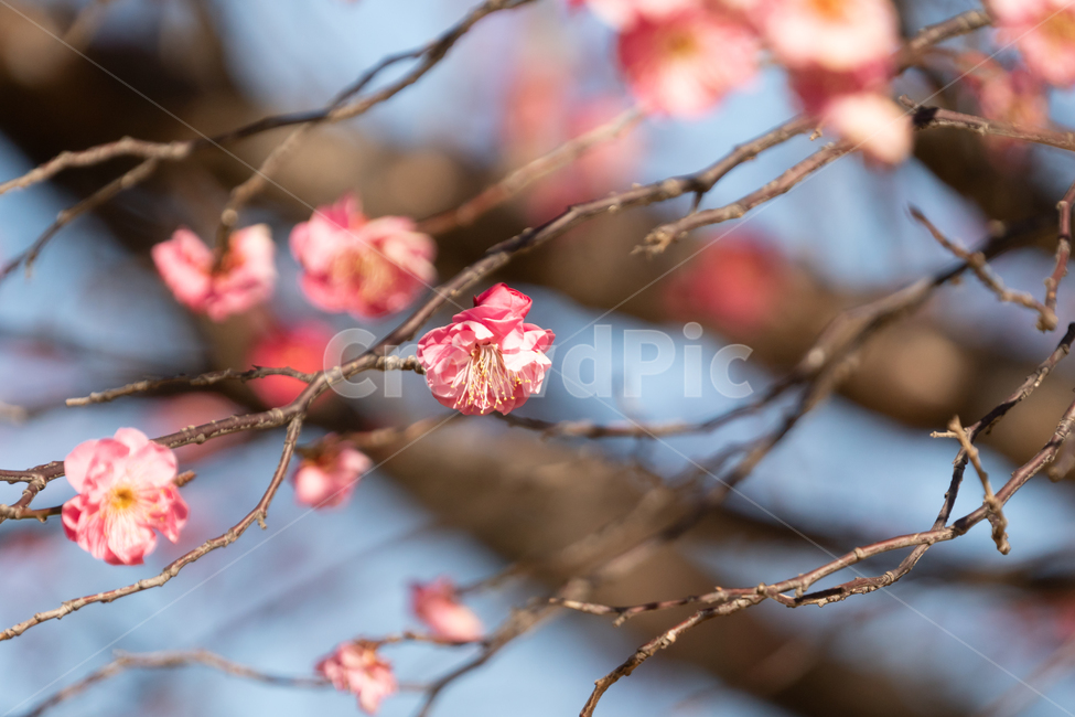 봄,매화,홍매화,나무,꽃,봄꽃,봄,계절,spring,season,식물,자연,plants,nature,꽃,flower,plant,leaf,잎