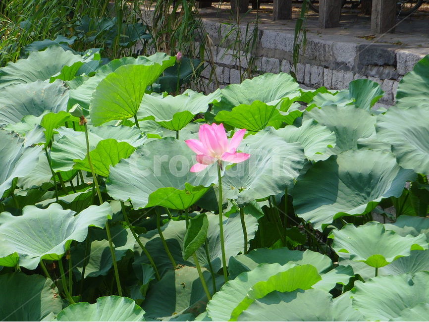 중국,제남,대명호,연꽃,분홍,식물,자연,plants,nature,꽃,flower