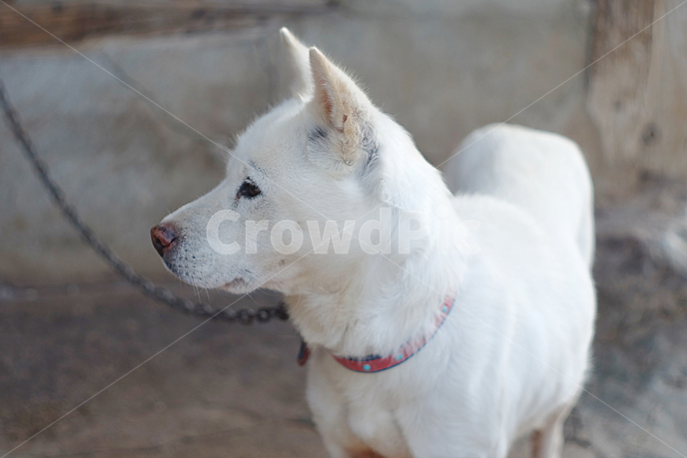 진돗개,개,시골개,반려견,반려동물,시골,포유류,동물,동물,animal,포유류,mammal,개,강아지,dog,doggy