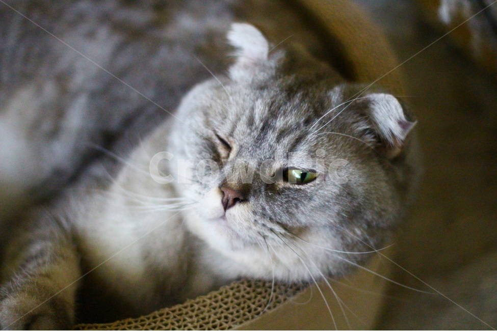 동물,고양이,오후,여유,나른함,윙크,동물,animal,포유류,mammal,고양이,cat,kitten,kitty