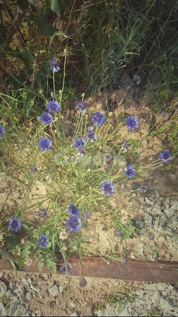 식물,blossom,꽃,파란꽃,자연,flower