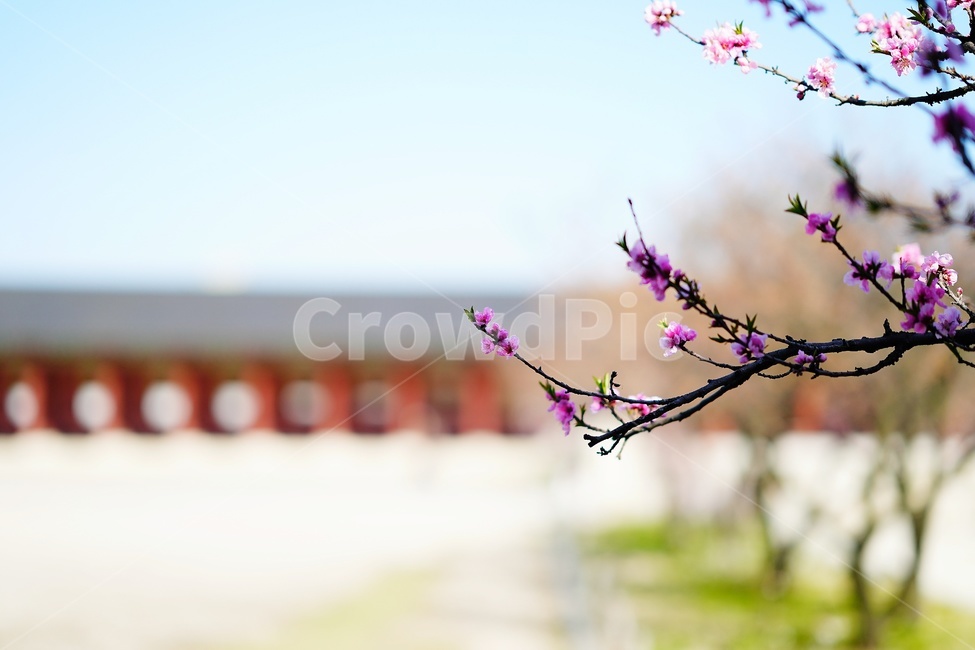 경복궁,매화,꽃,flower,palace,궁궐,건축물,architecture
