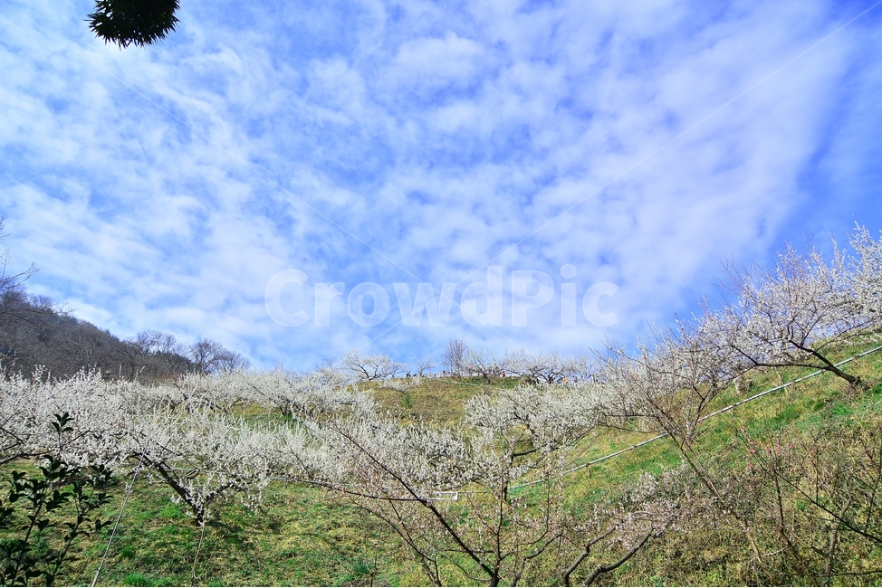 섬진강,섬진강기행,기행,남도,전라도,일상,시골,사진,여행,정취,느낌,파스텔톤,파스텔,매화꽃,흰색,매화,청매농원,청매원,청매실농원,청매화농원,매화축제,매화꽃축제,섬진강축제,축제,매화마을,광양,전남광양,전남,새싹,봄,식물,자연,plants,nature,계절,spring,season,꽃,flower,정자,한국전통,한국문화,koreantraditional,koreanculture,나들이,오후,데일리,감성,새로움,변화,배경,화사한,봄꽃,시안,광고,디자인,카다로그,뉴스레터,잡지,홍보,햇빛,눈부시다,눈부신,봄날씨,벌,꿀벌,honeybee,bee,봄,계절,spring,season,자연,풍경,nature,landscape,한국자연풍경,한국자연경관,korea nature landscape,plant,tree,나무