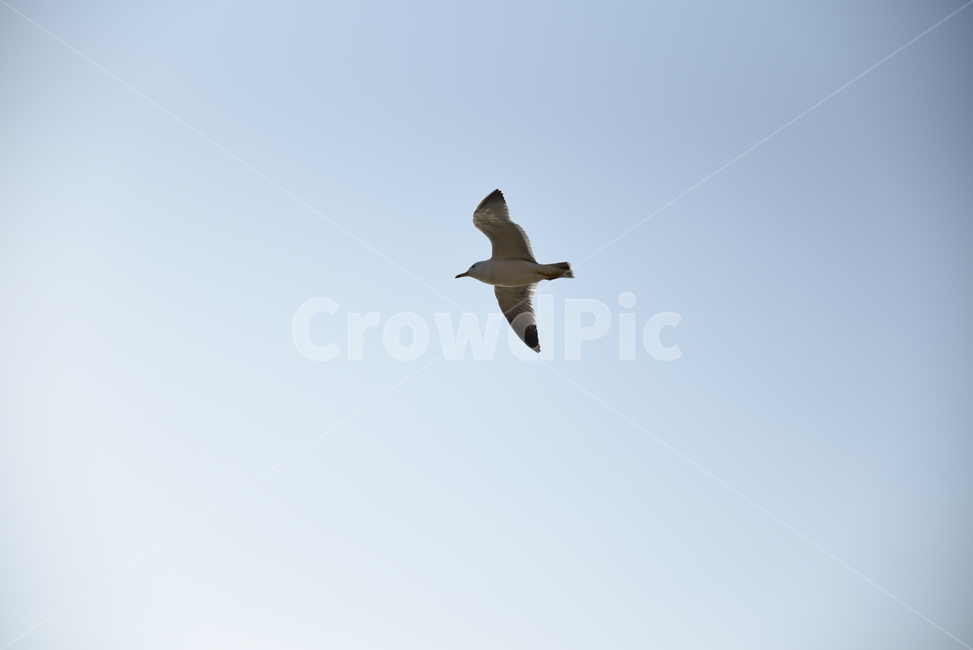 새,bird,동물,갈메기,끼룩끼룩,동물,animal,조류,새,birds