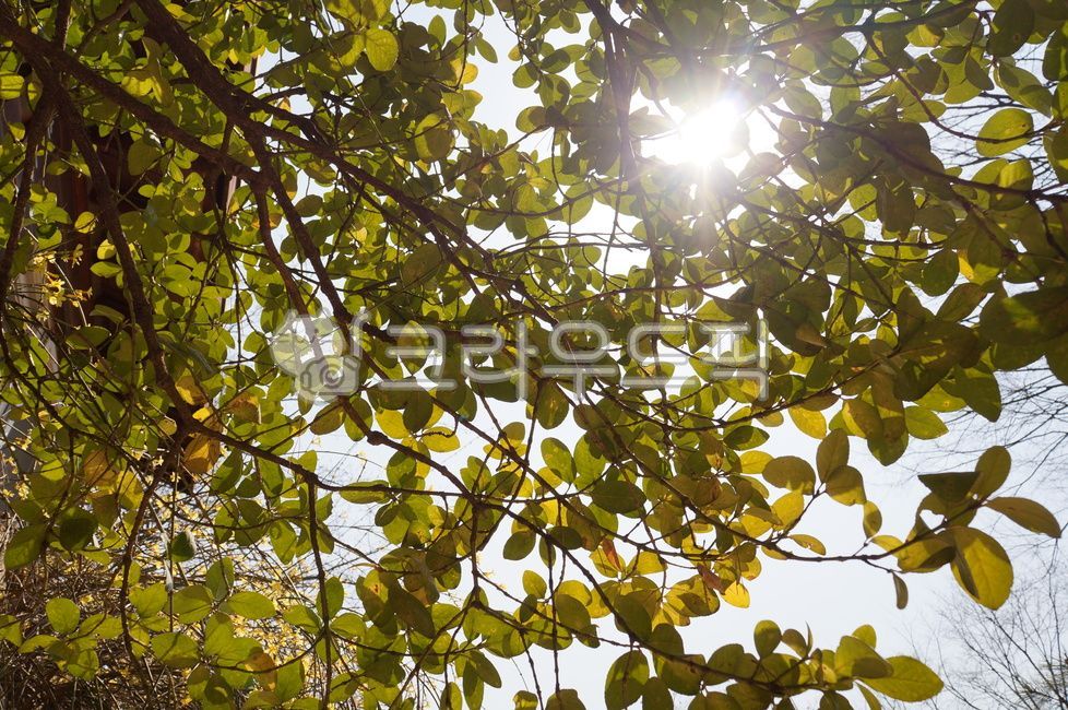 flare,forest,trees,leaves,greenleaves,greenleaf,sky,rest,green,nature,relax,tree,lush,leaf,sunlight,tree silhouette,tree shadow,light,refreshing,plant,silhouette,fresh,treesilhouette