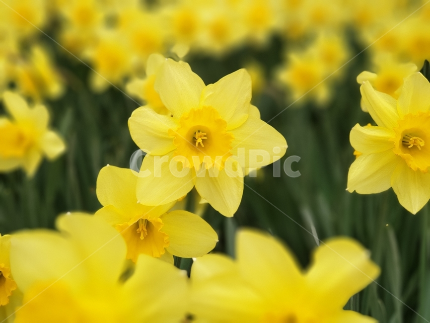 봄,봄꽃,수선화,수선화축제,spring,자연,노란수선화,식물,자연,plants,nature,꽃,flower