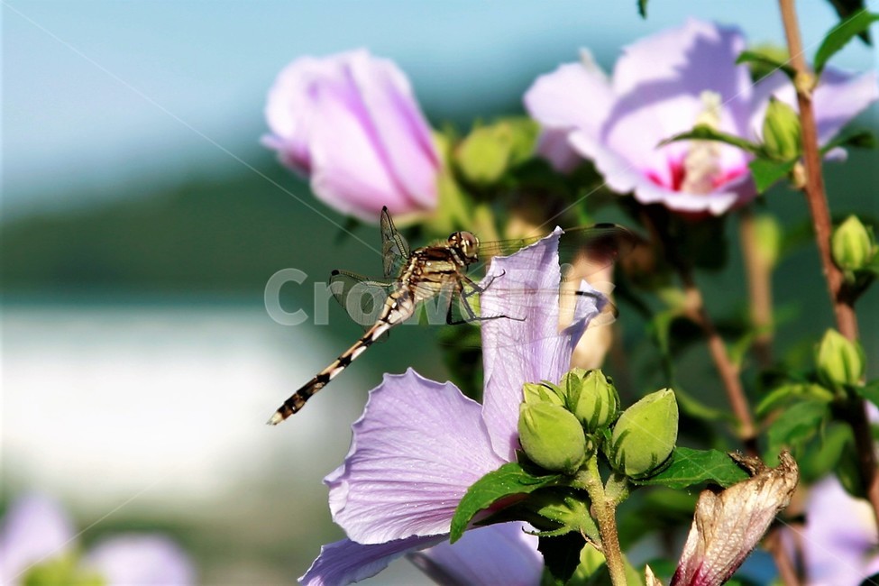 자연,일편단심,꽃,무궁화,대한민국,식물,자연,plants,nature,꽃,flower,동물,animal,곤충,벌레,insect,bug