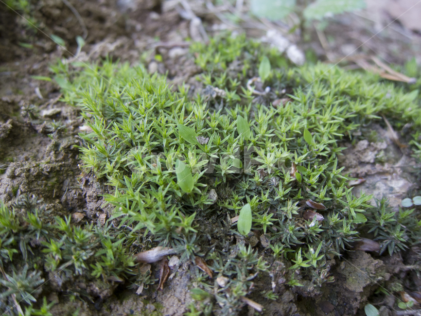 나무이끼,이끼,숲속,식물,신선함,식물,자연,plants,nature