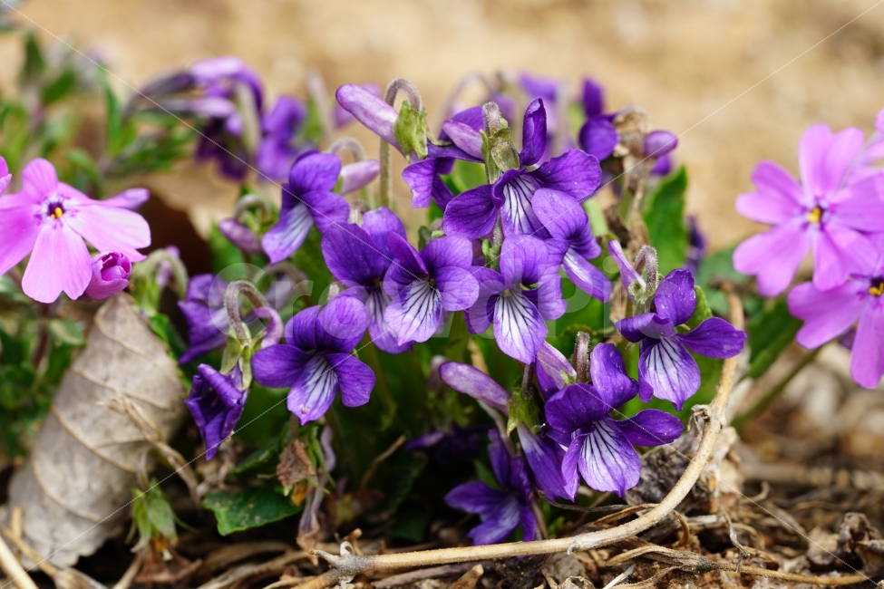 봄,꽃,플라워,flower,자연,풍경,경치,식물,이파리,spring,산뜻,따뜻,지면패랭이,제비꽃,접사,macro,클로즈업,closeup,tree,숲,숲속,산림,삼림,조경,plants,봄꽃,감성,힐링,landscape,식물,자연,plants,nature,꽃,flower