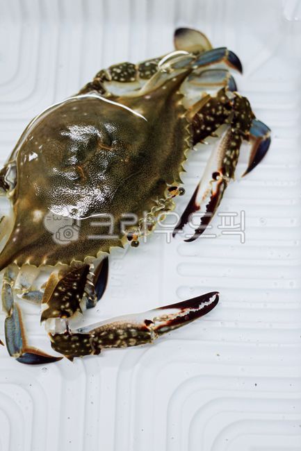 꽃게,암꽃게,수꽃게,crap,게