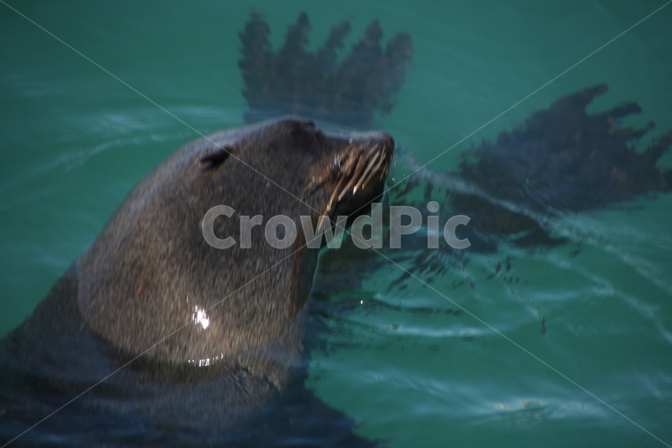 해양생물,동물,바다사자,바다,클로즈업,동물,animal,포유류,mammal