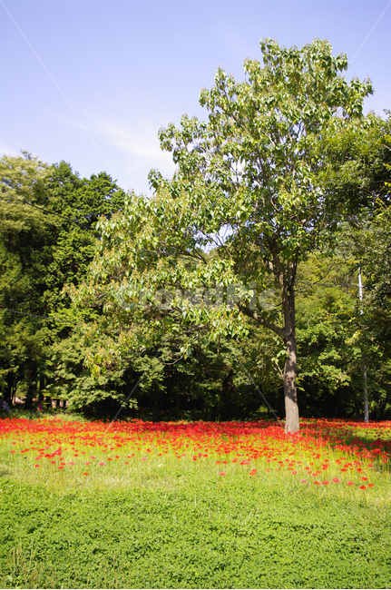 꽃무릇,나무,숲,꽃,flower,자연,풍경,nature,landscape,plant,식물