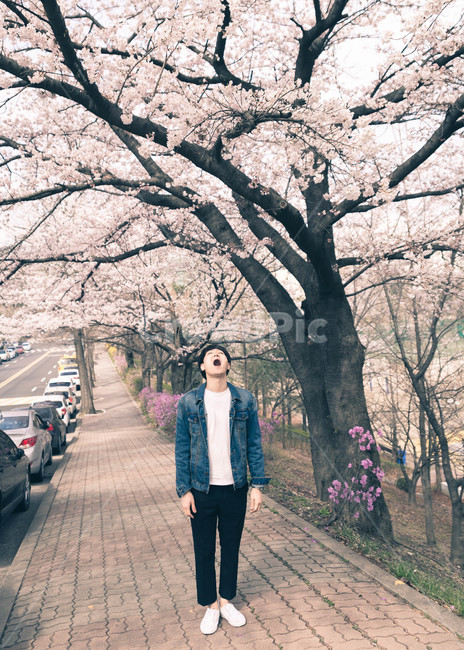 남자,인물,벚꽃,봄,man,봄,계절,spring,season,사람,인물,인간,human,person,남성,남자,man,male,plant,식물,automobile,자동차,transportation,교통,car,차,vehicle,차량,flower,꽃,blossom,long sleeve,긴팔,sleeve,소매