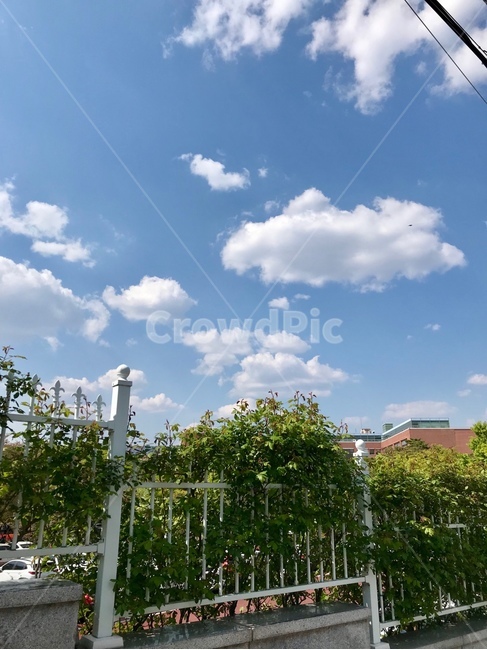 하늘,구름,맑은하늘,자연,풍경,sky
