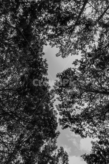흑백사진,흑백,풍경,나무,식물,plant,tree,하트,사랑,흑백,모노톤,monochrome,black and white