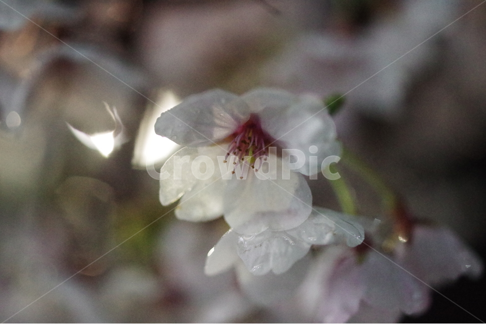 벚꽃,꽃,봄꽃,봄배경화면,봄바탕화면,사쿠라,식물,배경화면,바탕화면,계절,꽃배경화면,꽃바탕화면,꽃잎,꽃송이,벚꽃엔딩,봄,계절,spring,season,식물,자연,plants,nature,꽃,flower,plant,geranium,제라늄,blossom
