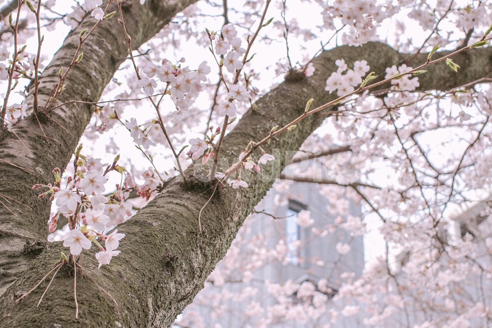 봄,벚꽃,벚꽃나무,blossom,flower,아름다움,자연,봄,계절,spring,season,식물,자연,plants,nature,꽃,flower,plant,cherry blossom