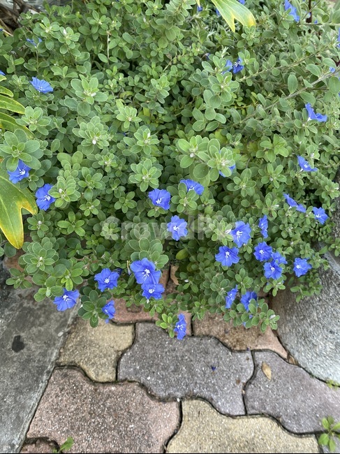 blossom,plant,pottedplant,식물,geranium,flower,화분,꽃