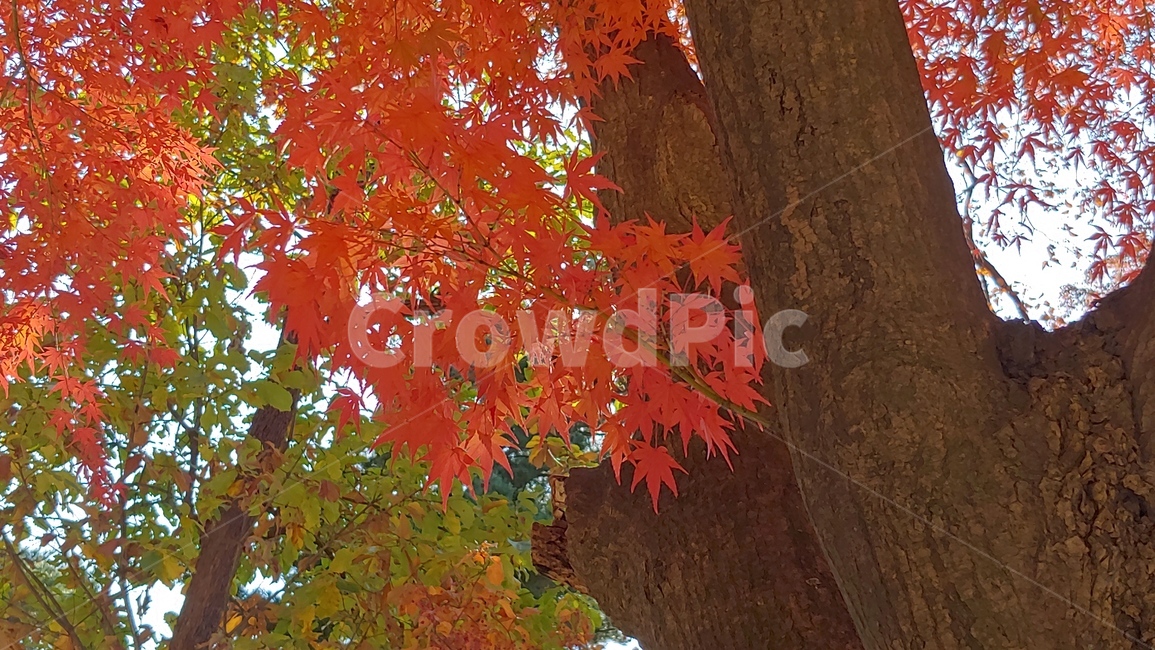 가을,단풍,나무,tree,잎,leaf,가을,계절,fall,autumn,season,plant,식물,maple