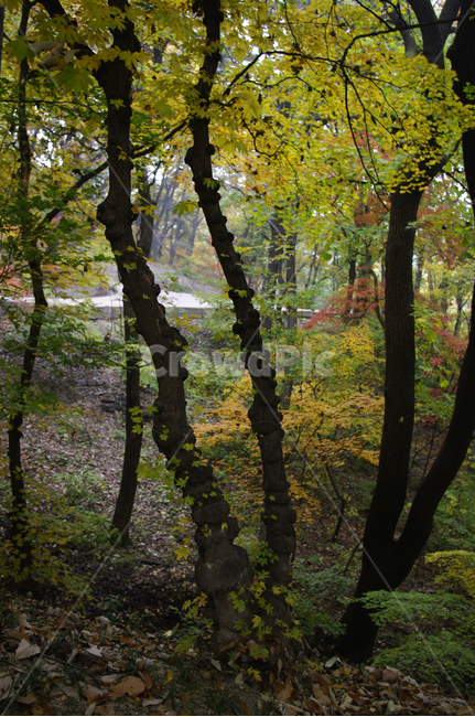 가을,fall,나무,식물,plant,단풍,잎,낙엽,숲,가을,계절,fall,autumn,season,자연,풍경,nature,landscape,tree,tree trunk,나무 줄기