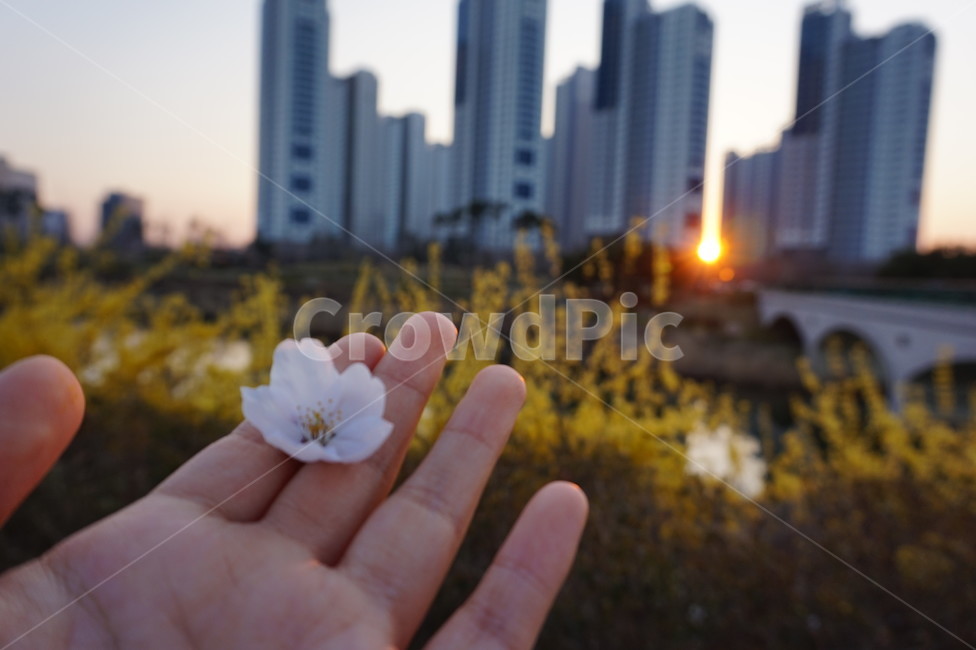 사람손,손가락,벚꽃,건물,개나리