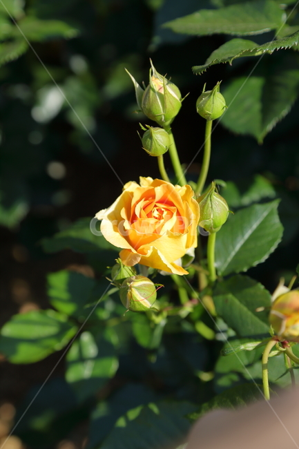 장미,장미꽃,노란장미,flower,rose,5월,6월,꽃
