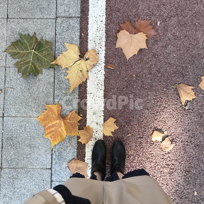 leaf,잎,plant,식물,tree,나무,가을,낙엽,가을배경,가을풍경,autumn,가을길거리,플라타너스,platanus,가을인물,분위기
