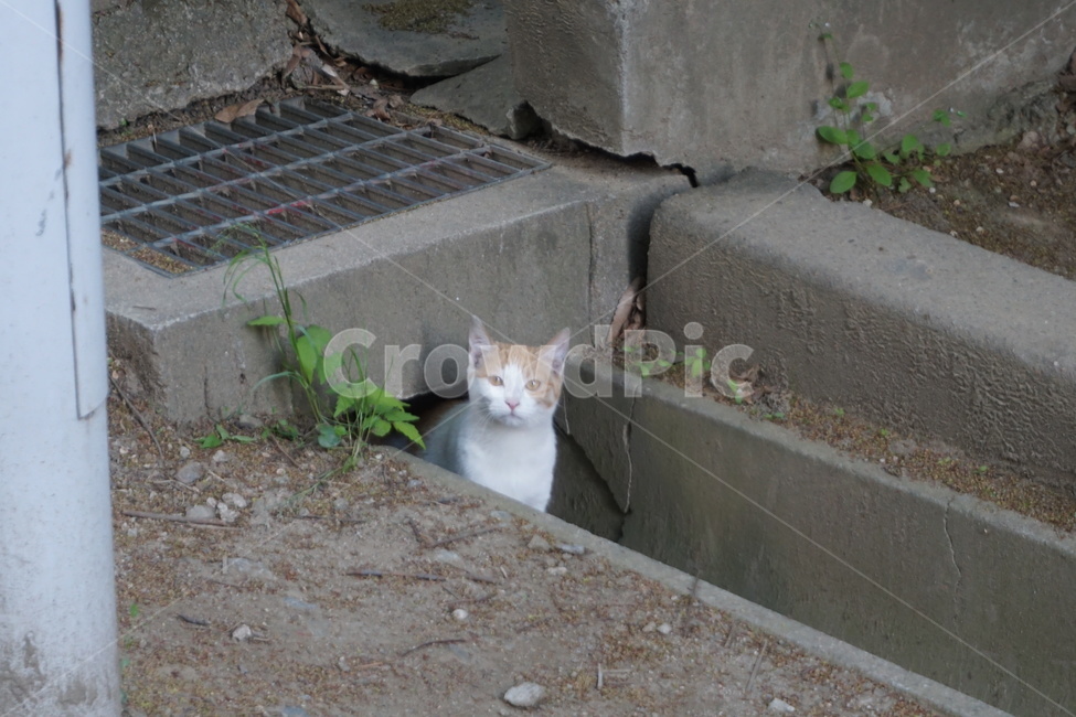 길고양이,배수구,하수구,길고양이집,유기묘