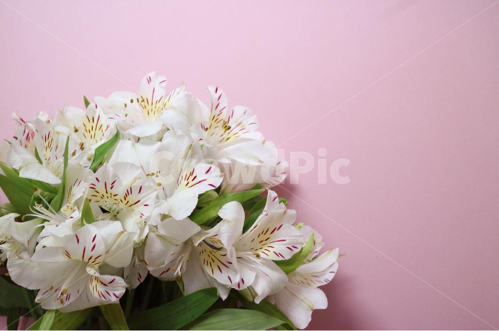 꽃,꽃다발,흰꽃,하얀꽃,백그라운드,배경,배경이미지,식물,부케,아름다움,보테니컬,꽃,flower