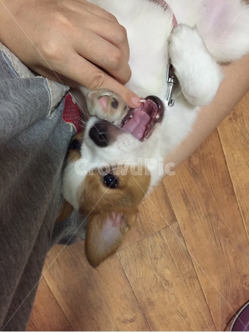 강아지,새끼강아지,강아지이빨,귀여운강아지,깜찍한강아지