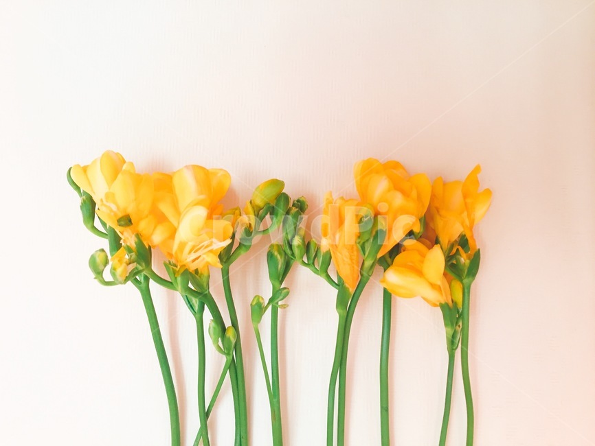 꽃,프리지아,프리지어,후리지아,노랑,색감,노란색,플라워,flower,freesia,꽃,flower