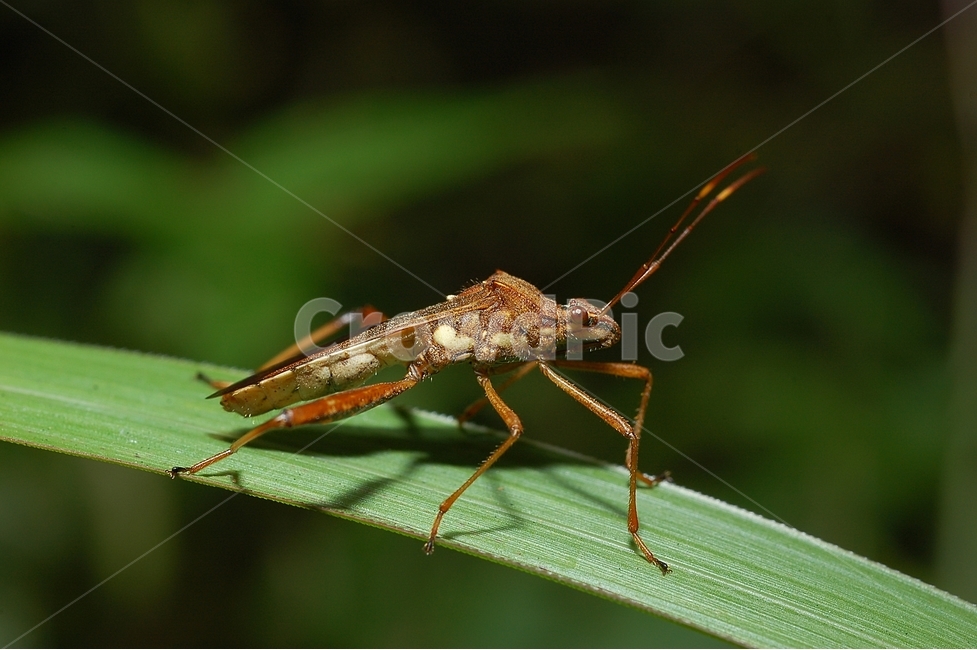 자연,곤충,벌레,접사,클로즈업,macro,micro,노린재,톱다리개미허리노린재,stinkbug,bug,insect,동물,animal,곤충,벌레,insect,bug