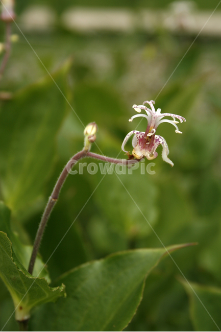 뻐꾹나리,식물,flower,plants,nature,꽃,꽃봉오리,식물,자연,plants,nature,꽃,flower
