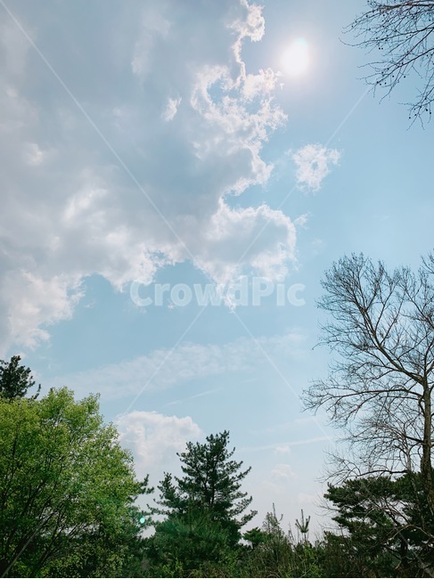봄,하늘,구름,꽃,나무,햇빛,해,sun,tree,달,moon,spring,sky,flower,햇살,배경,자연,풍경,nature,landscape,plant,식물