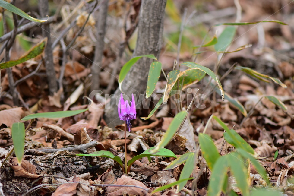 얼레지,야생화,봄,꽃,풀꽃,자연,식물,식생,plants,nature,spring,season,flower