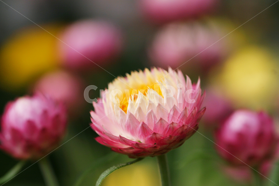 밀짚꽃,꽃,핑크,꽃사진,화려함,식물,자연,plants,nature,꽃,flower