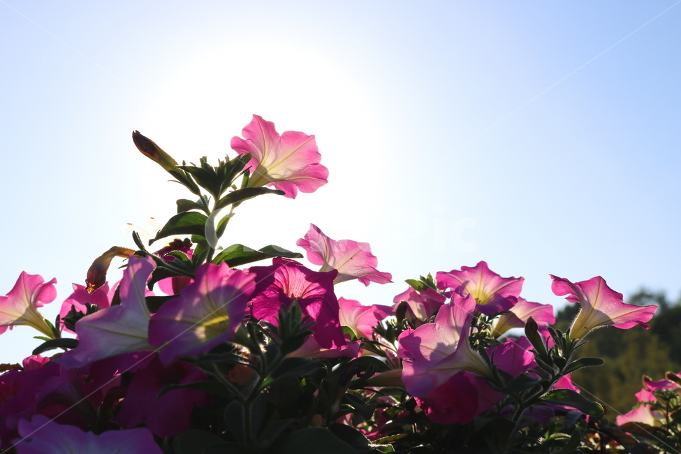 꽃,페튜니아,페튜니아꽃,식물,자연,페츄니아,분홍꽃,식물,자연,plants,nature,꽃,flower
