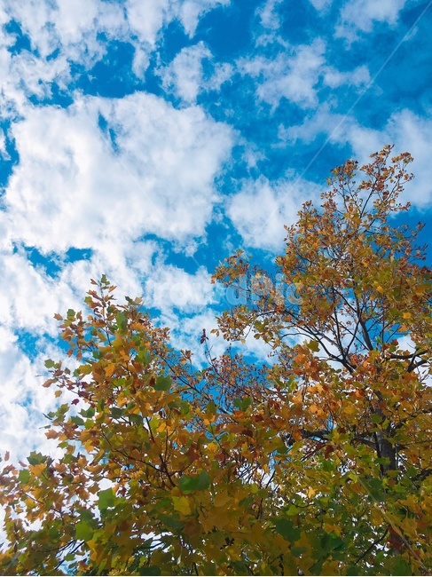 tree,나무,leaf,잎,구름,하늘,가을하늘,날씨,맑음,가을,풍경,sky,fall,cloud,weather,sunny,가을,계절,fall,autumn,season,자연,풍경,nature,landscape