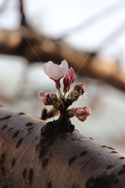 나무,꽃,봄,벚꽃,분홍색,식물,자연,plants,nature,꽃,flower