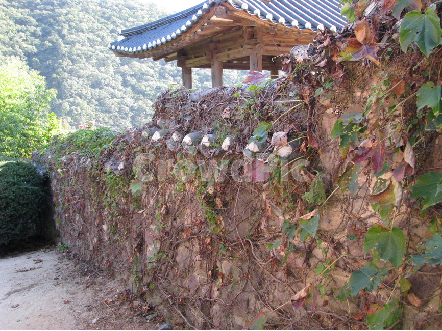 병산서원,건축,서원,목조,byeongsan,architecture,confucianacademy,woodenbuilding,한국전통,한국문화,korean traditional,korean culture,식물,자연,plants,nature,건축물,건물외관,exterior,building,structure,architecture,construction