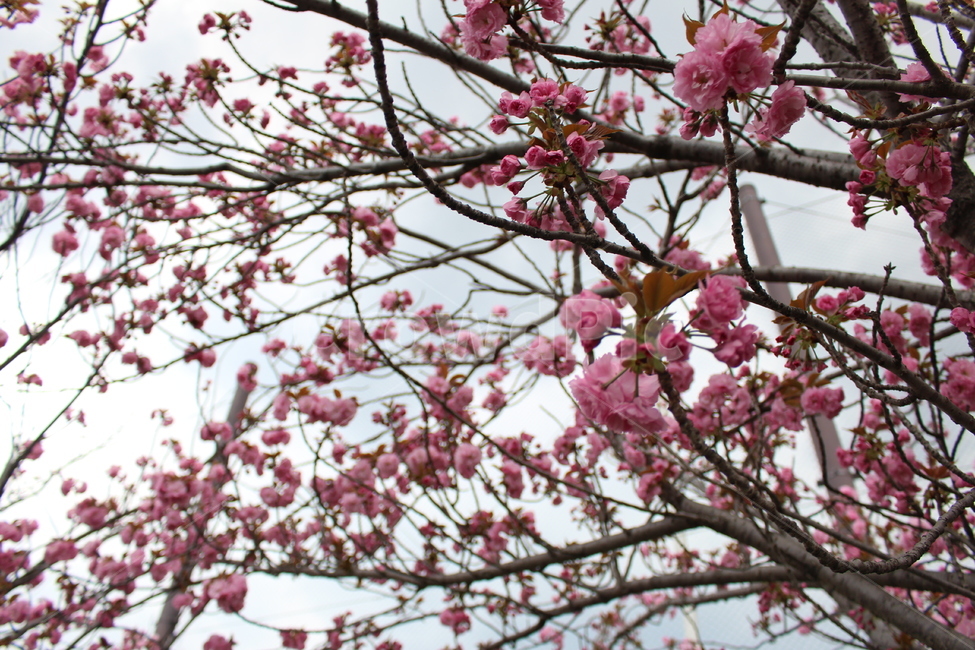 plant,식물,flower,blossom,꽃,벚꽃,cherryblossom